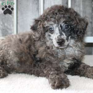 Brian, Miniature Poodle Puppy